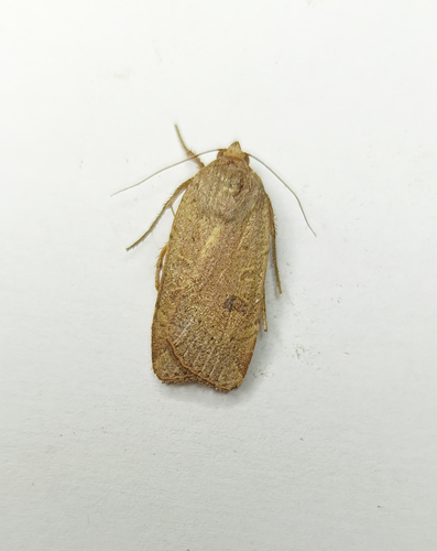 Lesser Yellow Underwing