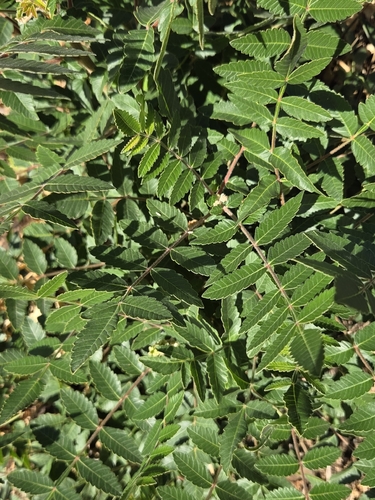 Rhus coriaria, photograph 2