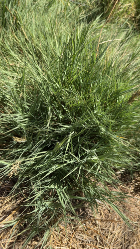 Saltgrass