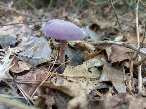 Amethyst Deceiver