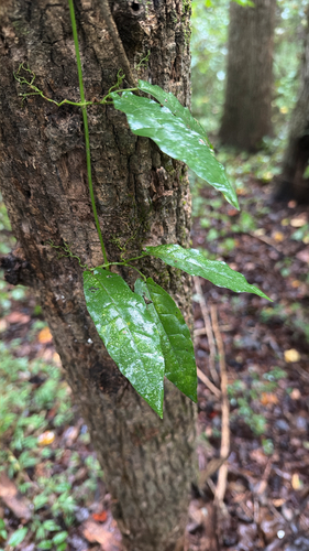 cross vine
