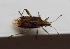 Harmostes fraterculus