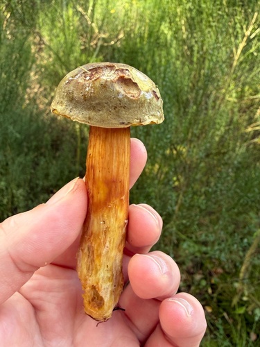 rusty bolete