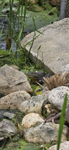 American Bullfrog