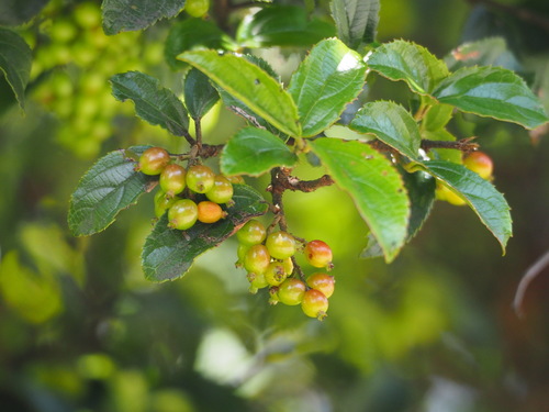Viburnum suspensum