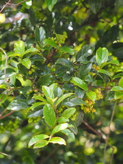 Viburnum suspensum