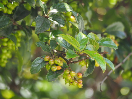 Image of Viburnum suspensum by no rights reserved