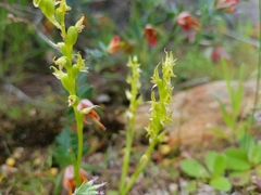 Prasophyllum gracile
