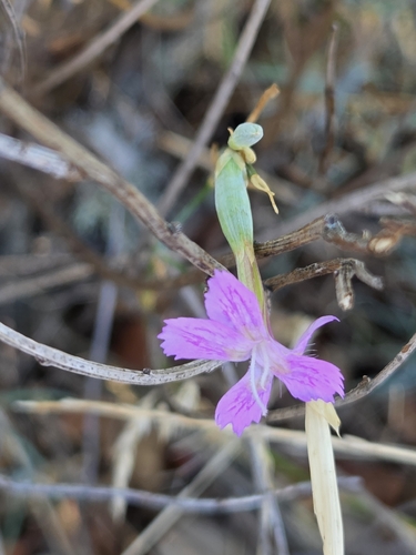 Dianthus lusitanus