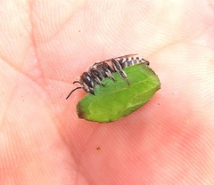 Megachile