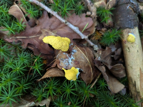 Dog Vomit Slime Mold