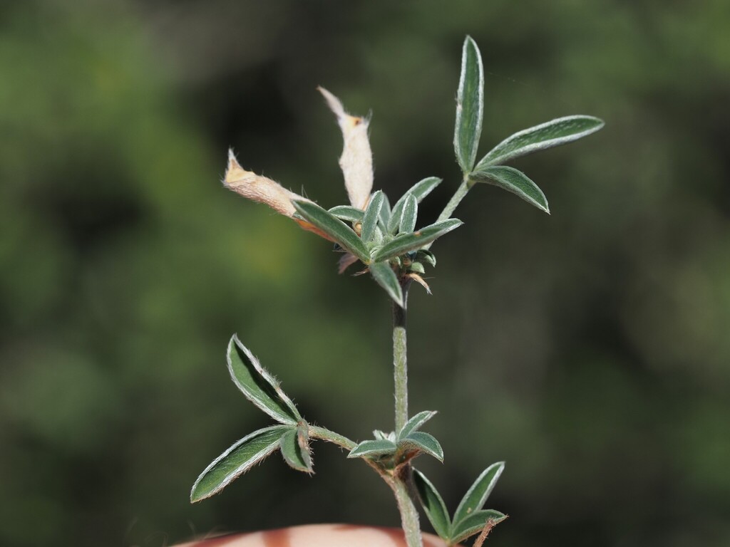 Argyrolobium zanonii; photograph (c) Louis Aureglia, some rights reserved (CC BY)