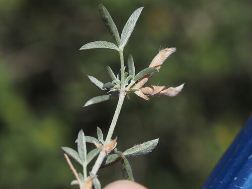 Argyrolobium zanonii, photograph 1