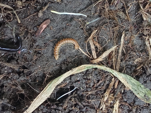 Greenhouse Millipede