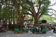Ficus benghalensis