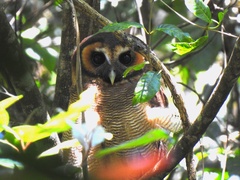 Strix leptogrammica