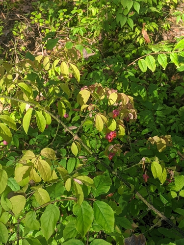 Warty-barked Spindle