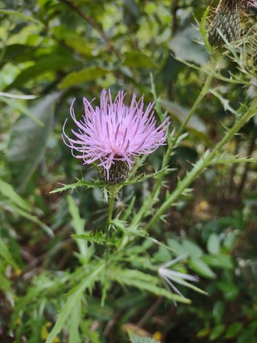 field thistle