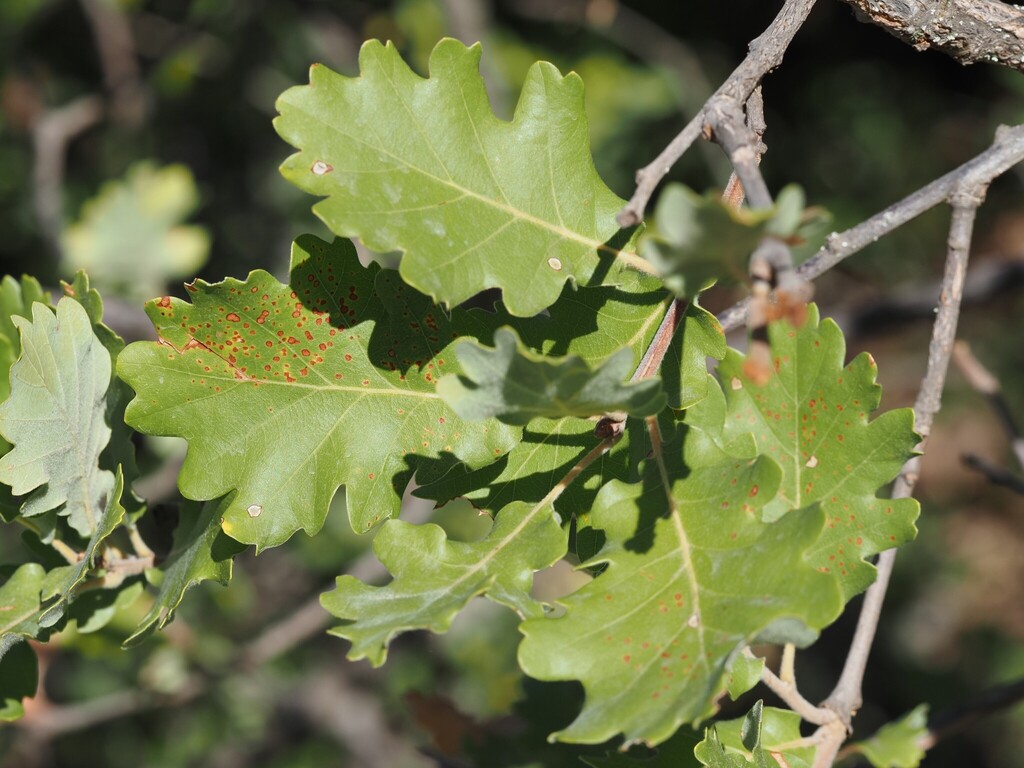 Quercus pubescens; photograph (c) Louis Aureglia, some rights reserved (CC BY)