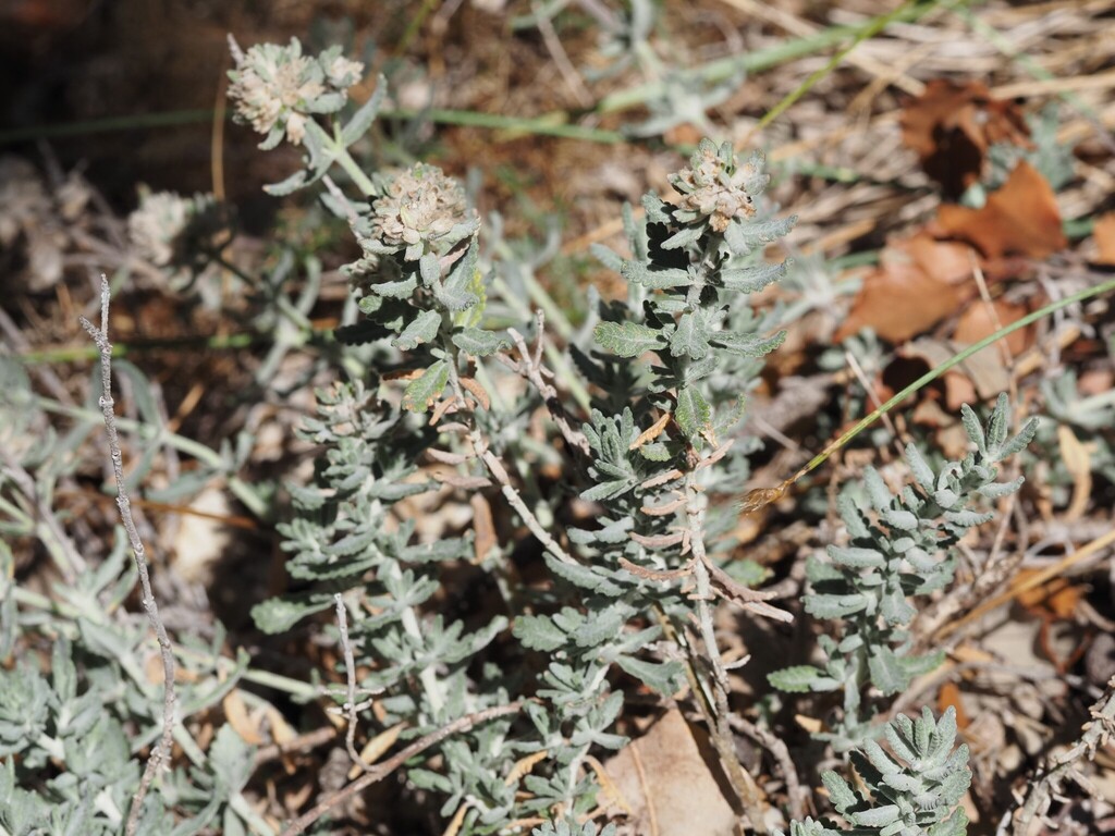 Teucrium polium; photograph (c) Louis Aureglia, some rights reserved (CC BY)