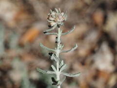 (c) Louis Aureglia, some rights reserved (CC BY) Teucrium polium, photograph (c) Louis Aureglia, some rights reserved (CC BY)
