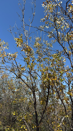 iNaturalist observation photo of California Ash