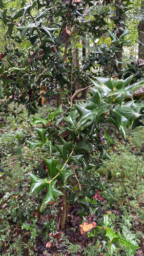 Chinese holly