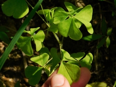 Oxalis illinoensis
