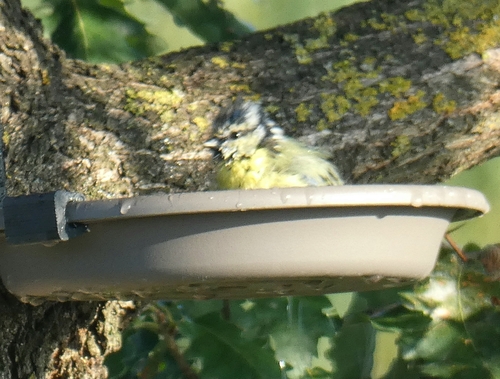 Eurasian Blue Tit