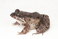 Leptodactylus labrosus