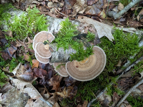 Gilled Polypore