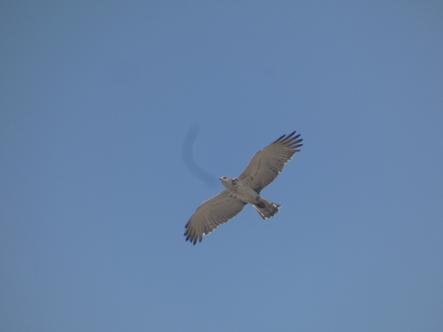 Short-toed Snake-Eagle
