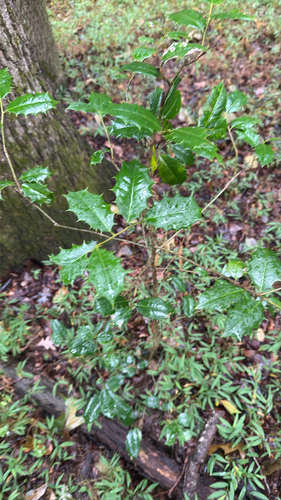 American holly
