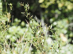 Chrysojasminum fruticans, photograph (c) Louis Aureglia, some rights reserved (CC BY)