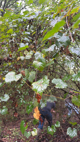 muscadine
