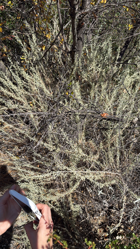 iNaturalist observation photo of California sagebrush