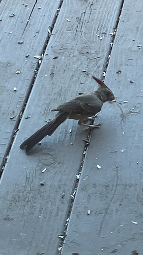 Pyrrhuloxia