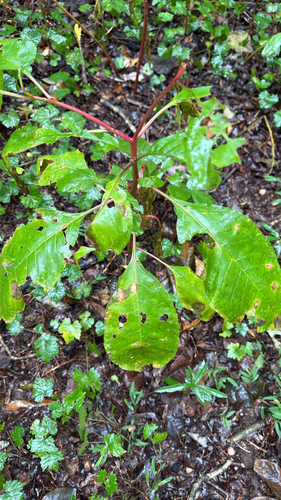 American pokeweed