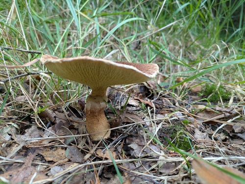 Hollow Bolete