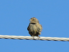 Crithagra flaviventris