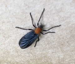 Plecia americana