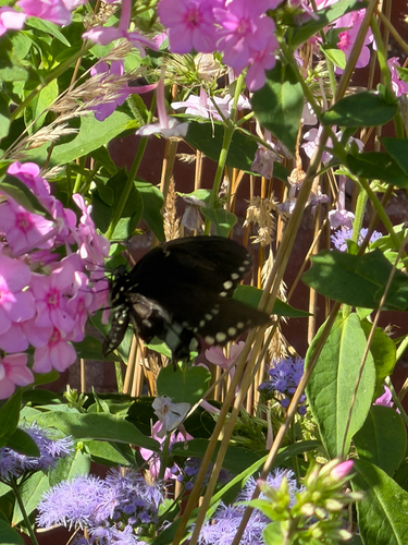 Spicebush Swallowtail