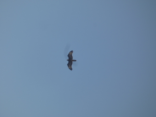 European Honey-buzzard