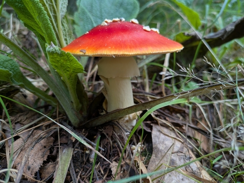 Fly Agaric