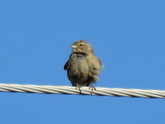 Crithagra flaviventris