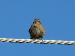 Crithagra flaviventris