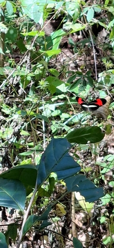 Heliconius erato phyllis