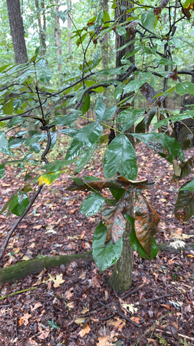 mockernut