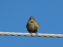 Crithagra flaviventris