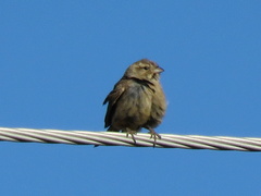 Crithagra flaviventris